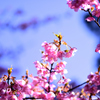 河津桜