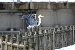 鳥撮り