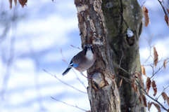 野鳥のレストラン