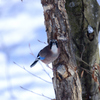 野鳥のレストラン