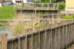 鳥撮り