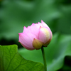 花はす公園