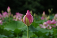 花はす公園１