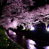 夜桜ライトアップ
