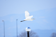 鳥撮り
