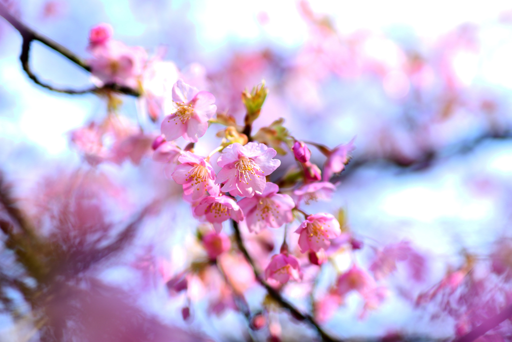 河津桜