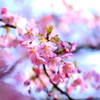 河津桜