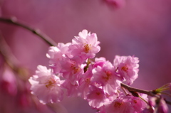 2015桜①