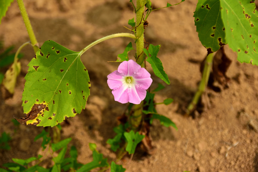 ひっそり確かに