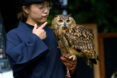 鷹匠デモンストレーション