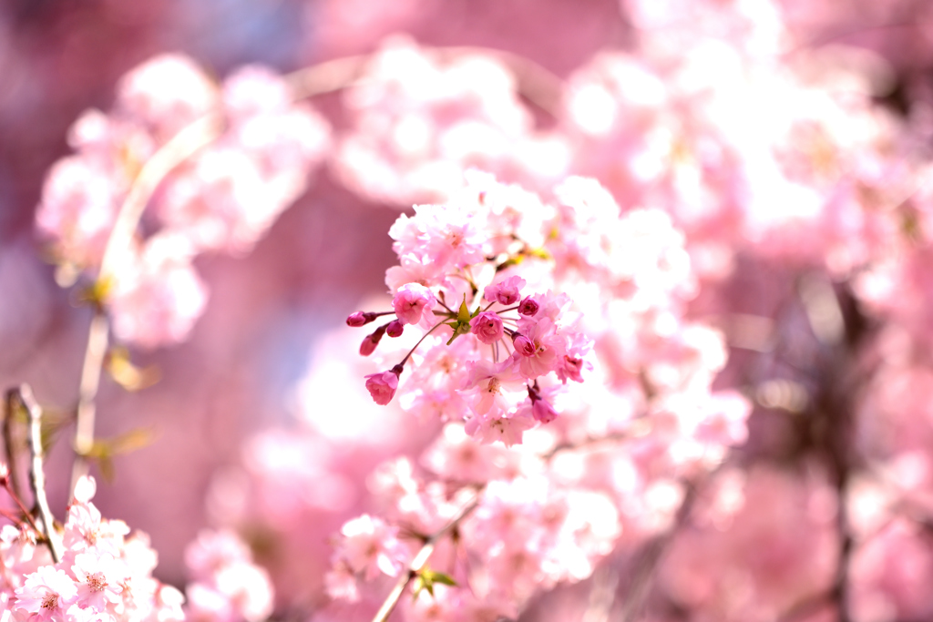 竹田の里　枝垂れ桜祭り