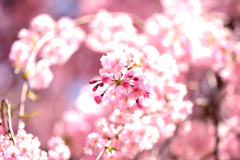 竹田の里　枝垂れ桜祭り