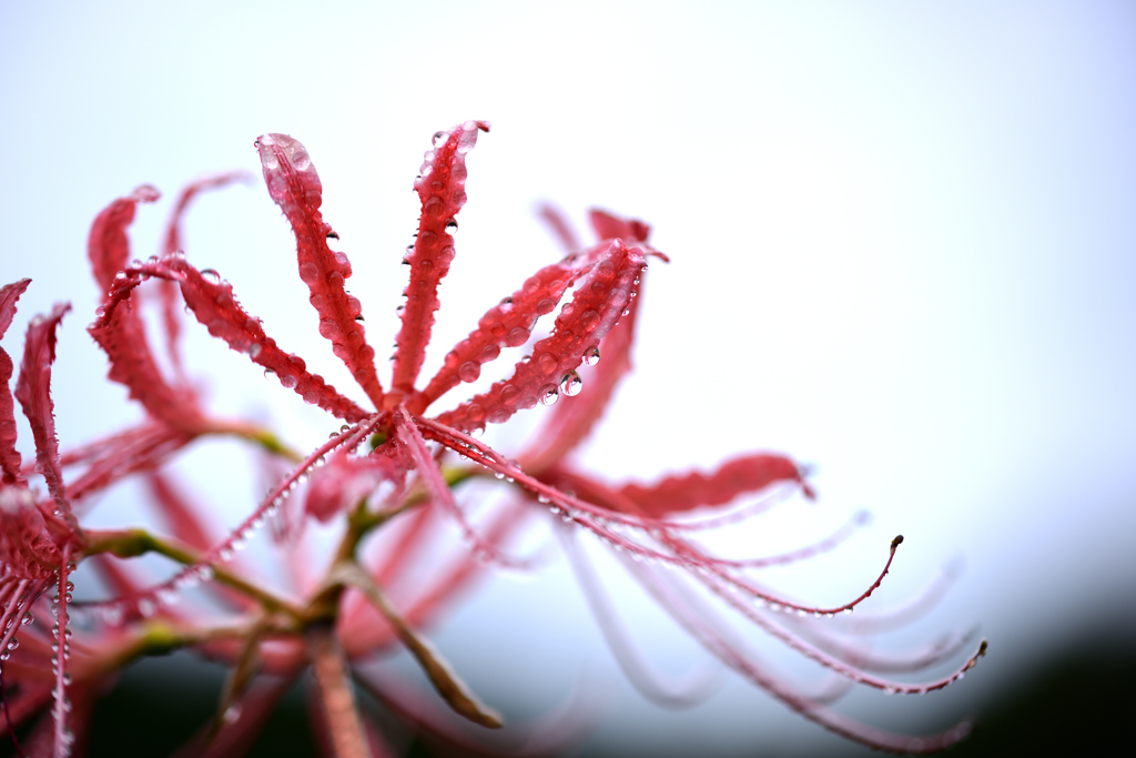 曼殊沙華