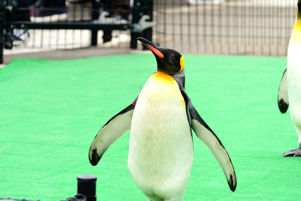 松島水族館