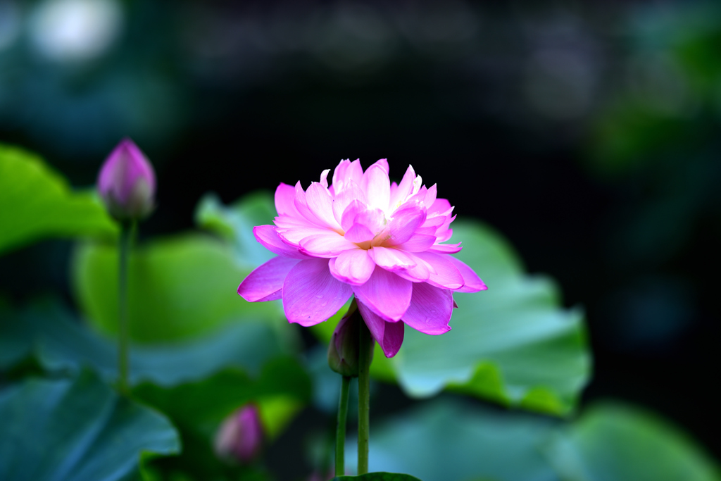 花はす公園