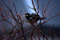 鳥撮り
