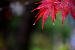 紅葉