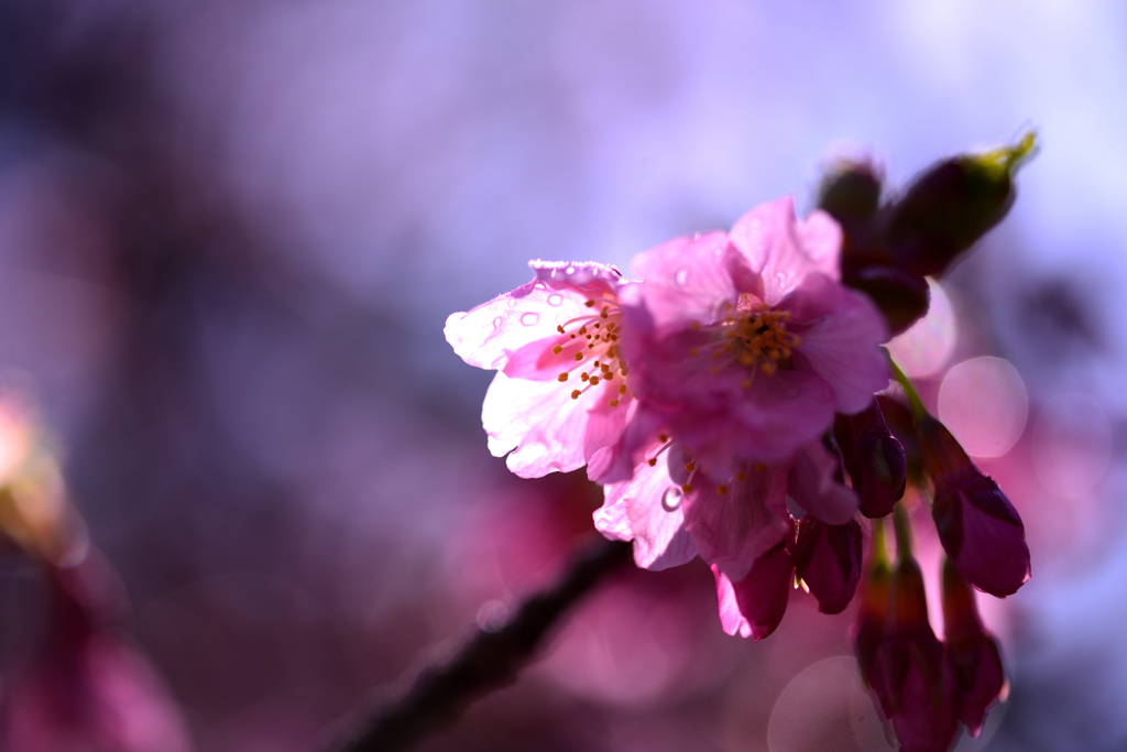 河津桜