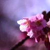 河津桜