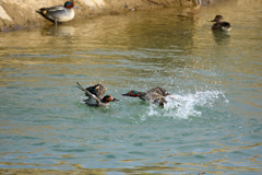 鳥撮り