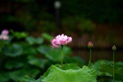 南越前町 花はす公園