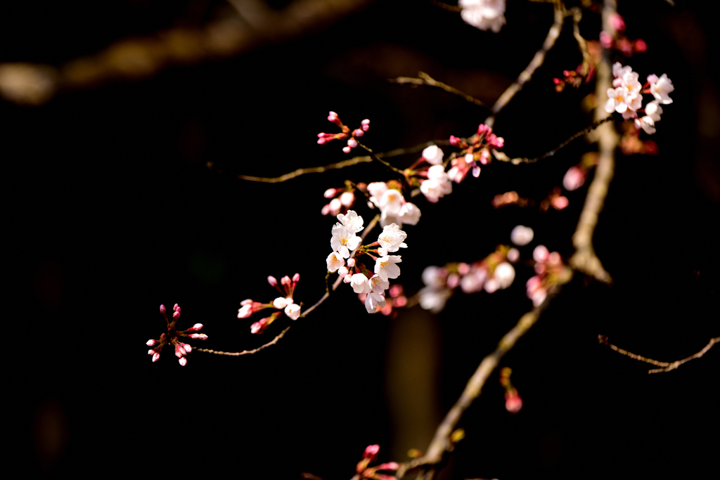 桜　2019