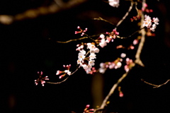 桜　2019