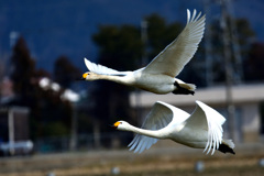 鳥撮り