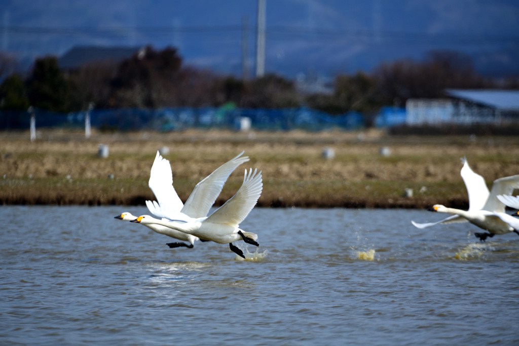 鳥撮り