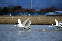 鳥撮り