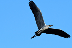 鳥撮り