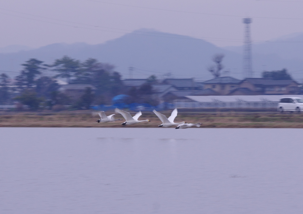 鳥撮り