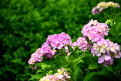 紫陽花