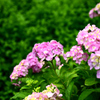 紫陽花