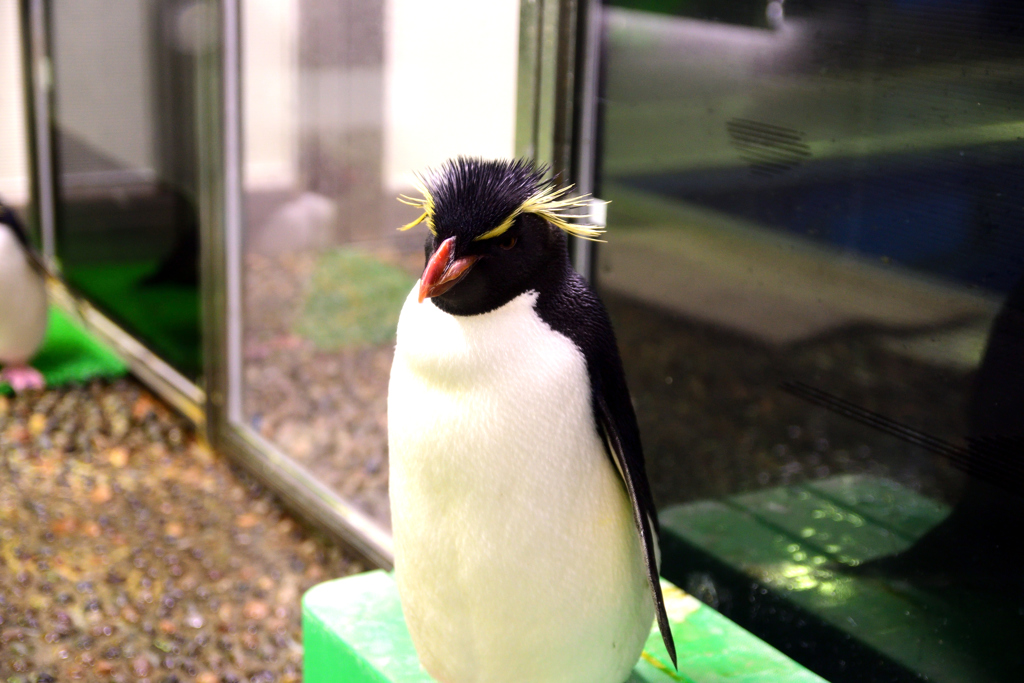 松島水族館