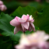 花はす公園