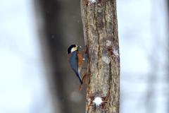 冬の野鳥レストラン