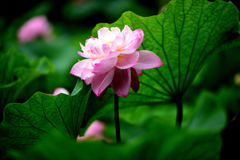 花はす公園