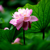 花はす公園
