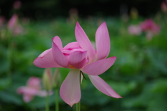 花はす公園２