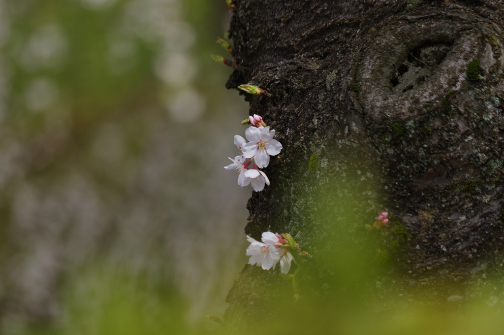 2015桜②