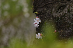 2015桜②