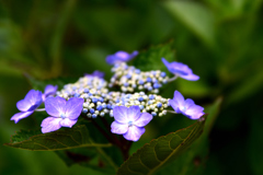 紫陽花