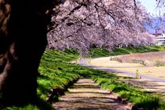 足羽川桜並木