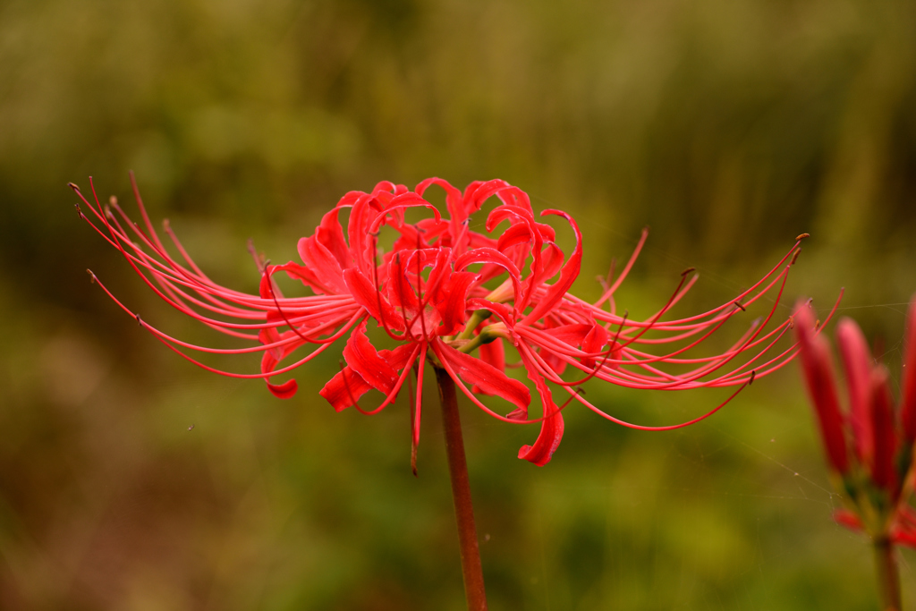 曼殊沙華
