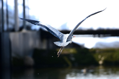 鳥撮り