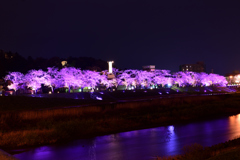 足羽川桜並木
