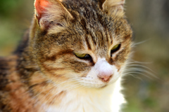 ねこ超カワイイ
