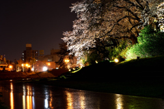 足羽川桜並木