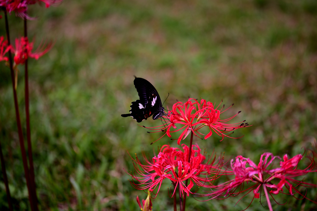 曼殊沙華